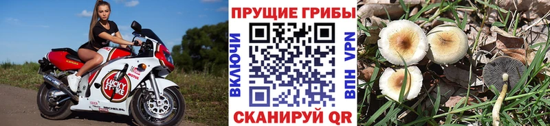 Псилоцибиновые грибы ЛСД  kraken ONION  Фатеж  продажа наркотиков 